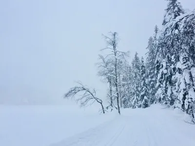 Lillomarka i tåke