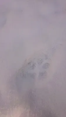 Loup ou coyote ? Réponse à la dernière image