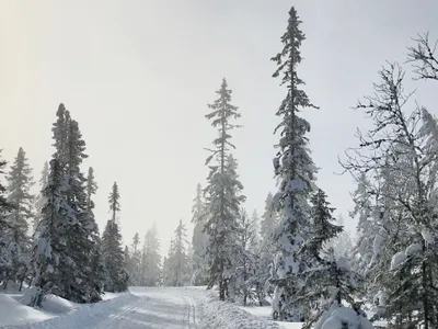 Lygna