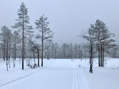 Mellom Kikut og Appelsinhaugen