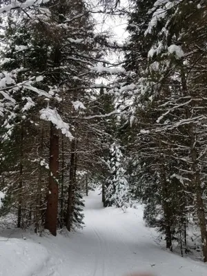 It's like skiing in a Tom Thompson painting